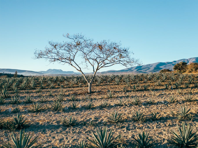土壤電導(dǎo)率正常范圍（土壤電導(dǎo)率測定方法）